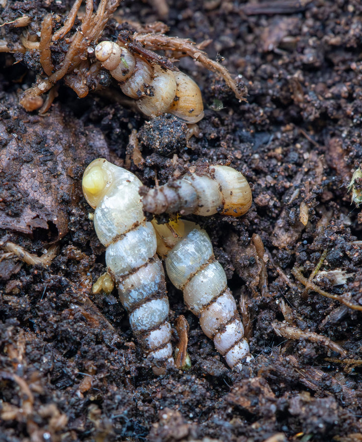 4 marbly white colour thin long snails