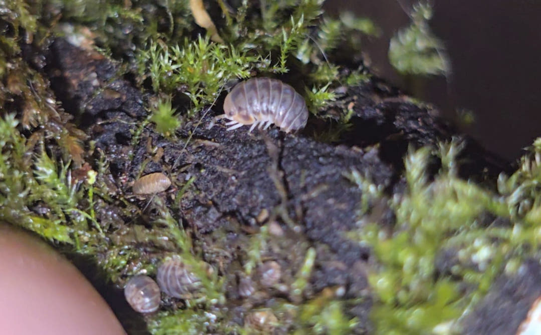 Venezillo parvus Isopods
