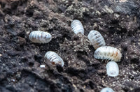 Venezillo Parvus 'Dalmatian' Isopods