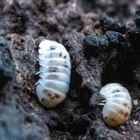 Venezillo Parvus 'Dalmatian' Isopods