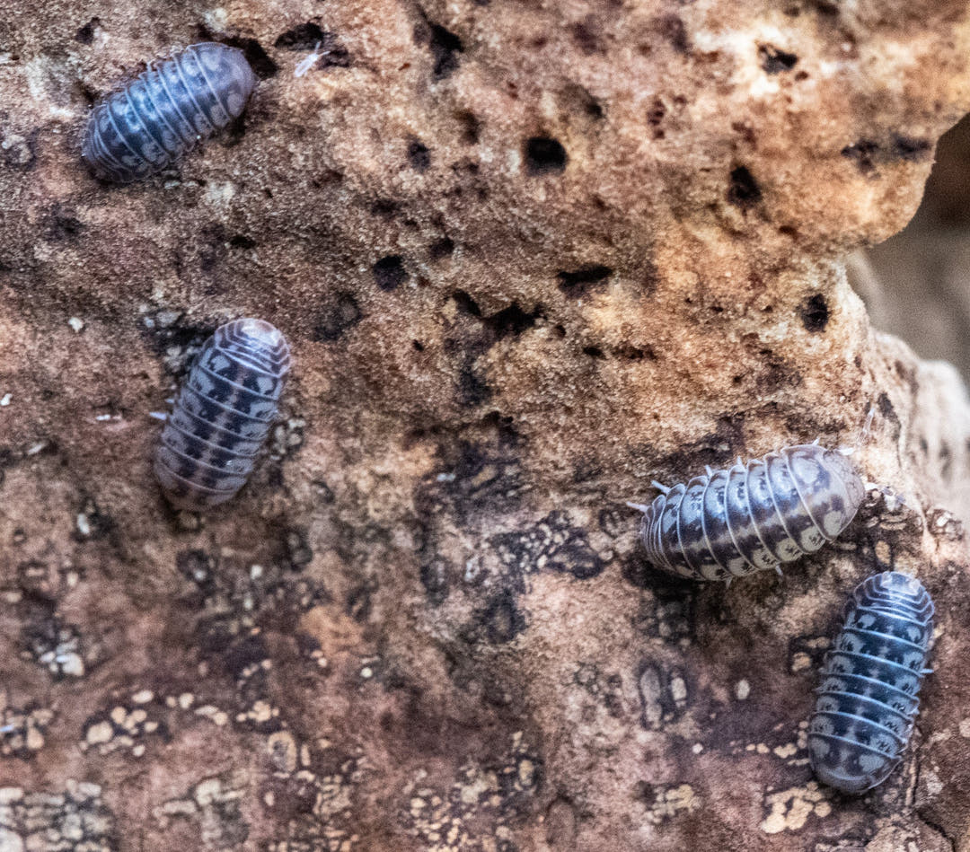 parvus isopods