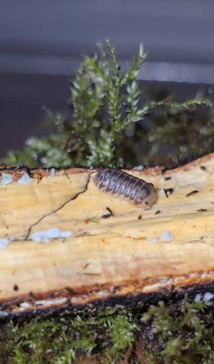 A single grey Venezillo parvus isopod on a pale split piece of wood, with moss behind it.
