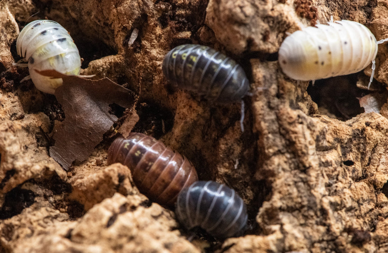 Vulgare Gem Mix Isopods (Armadillidium)