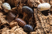 Vulgare Gem Mix Isopods (Armadillidium)