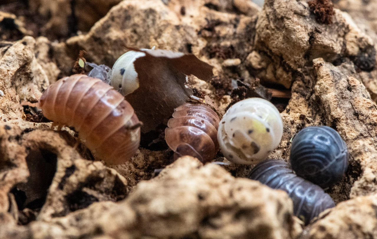 Vulgare Gem Mix Isopods (Armadillidium)