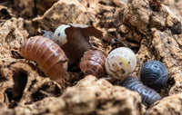 Vulgare Gem Mix Isopods (Armadillidium)