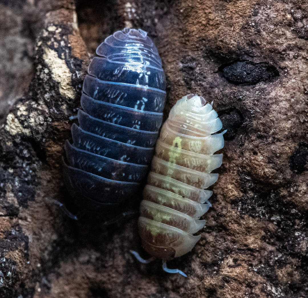 Vulgare Gem Mix Isopods (Armadillidium)