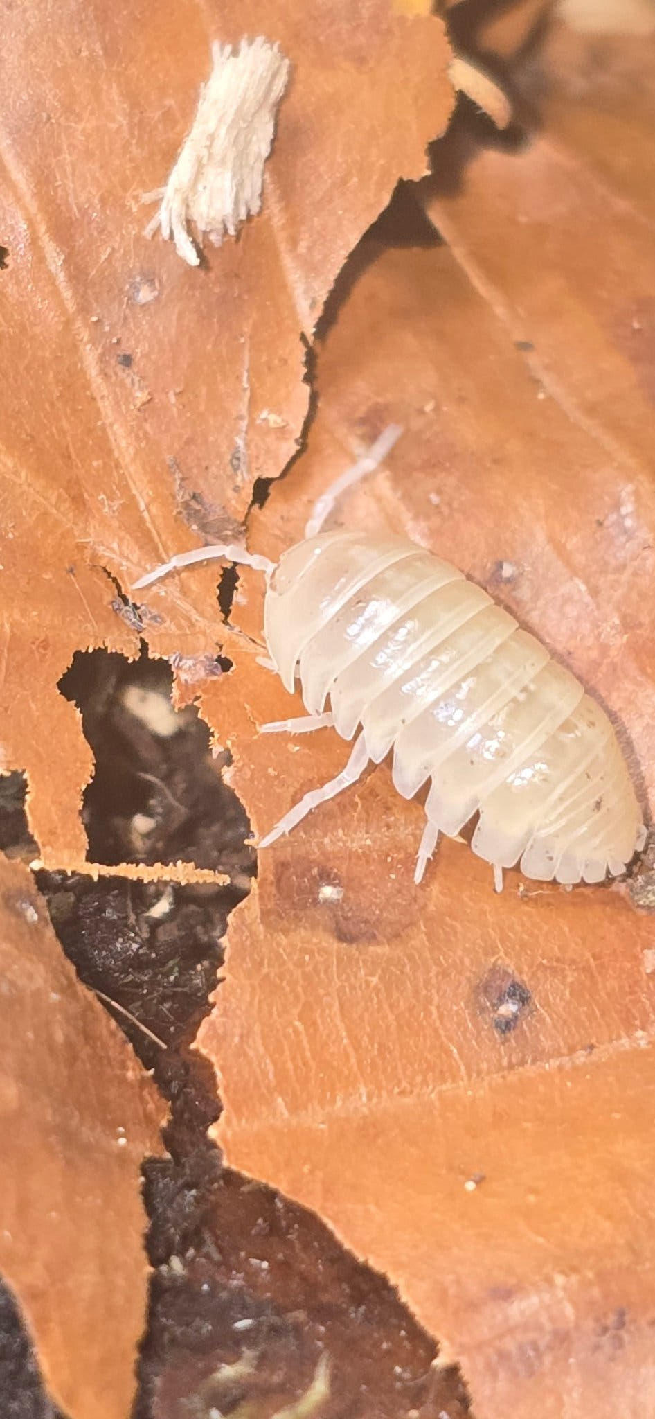Vulgare T - Albino Isopods (Armadillidium)