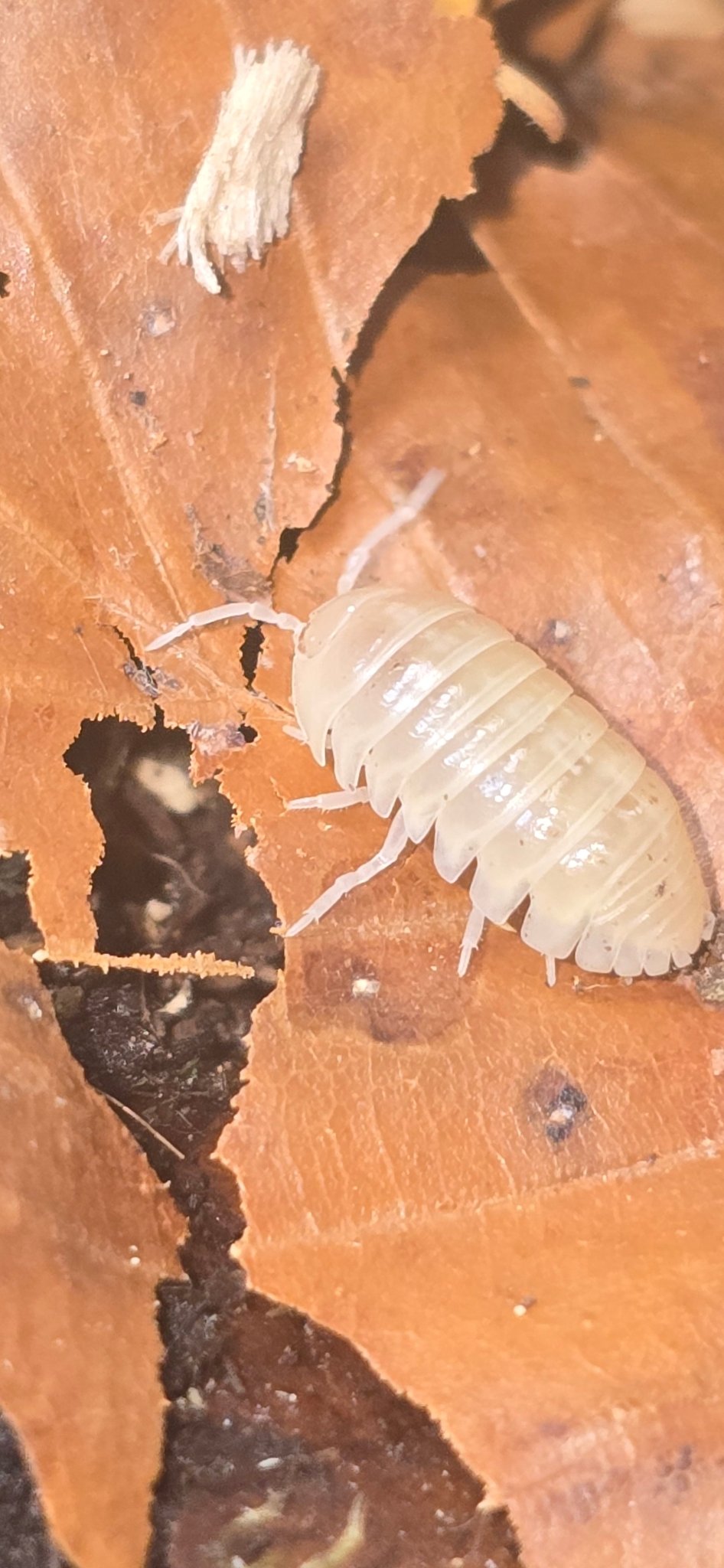 Vulgare T - Albino Isopods (Armadillidium)