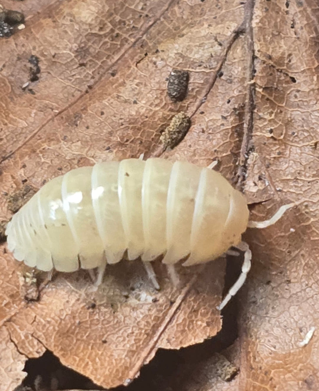 Vulgare T - Albino Isopods (Armadillidium)