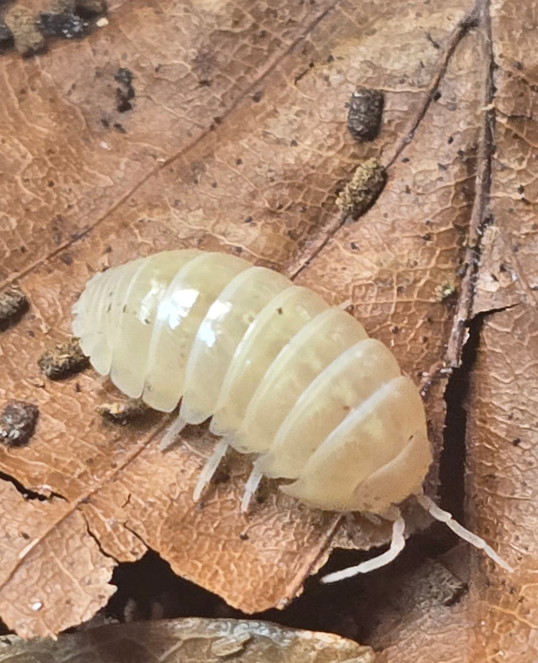 Vulgare T - Albino Isopods (Armadillidium)