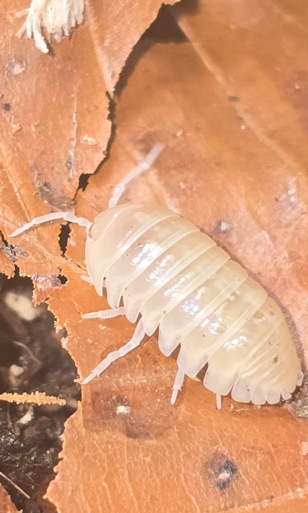 Vulgare T - Albino Isopods (Armadillidium)