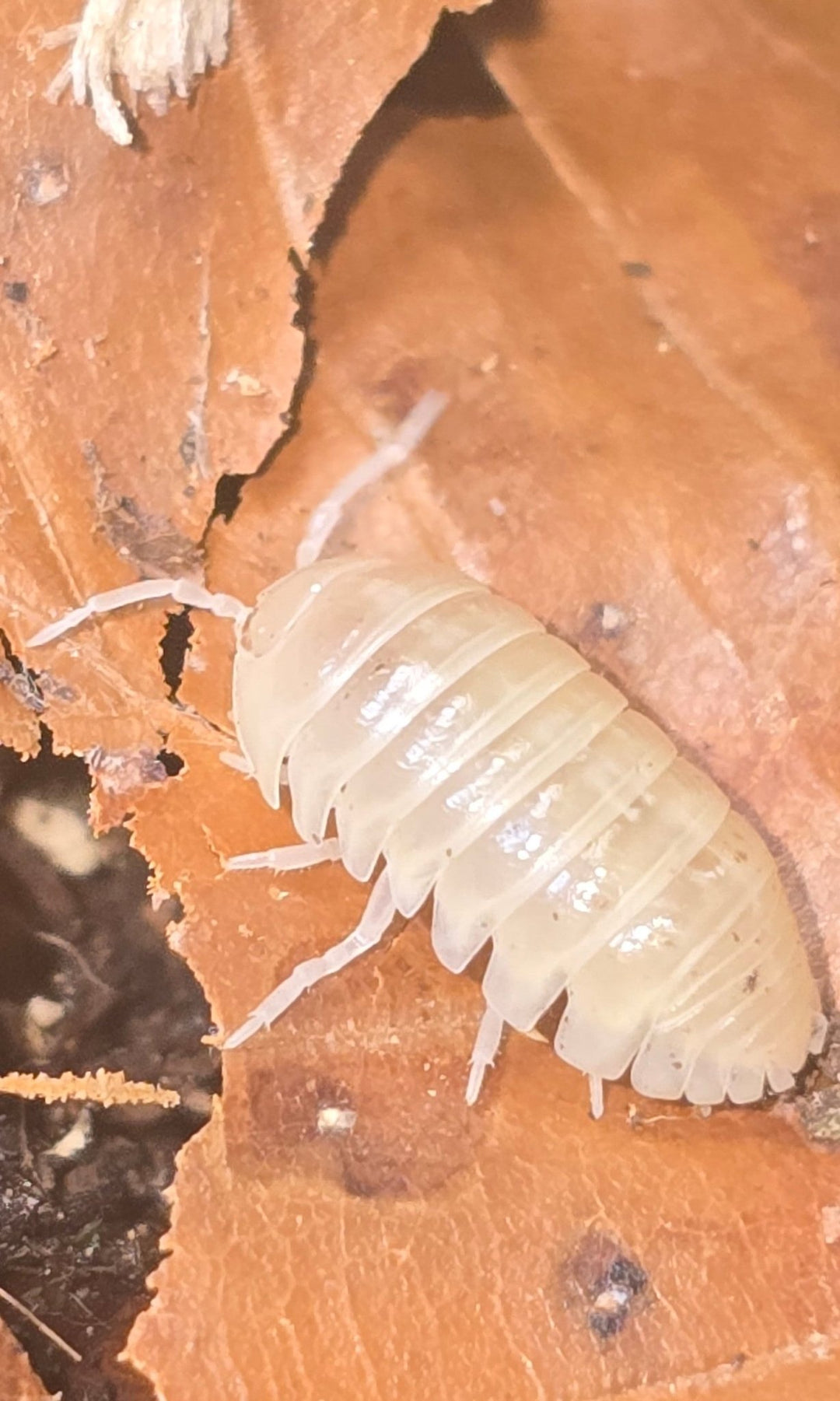 Vulgare T - Albino Isopods (Armadillidium)