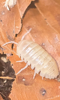 Vulgare T - Albino Isopods (Armadillidium)