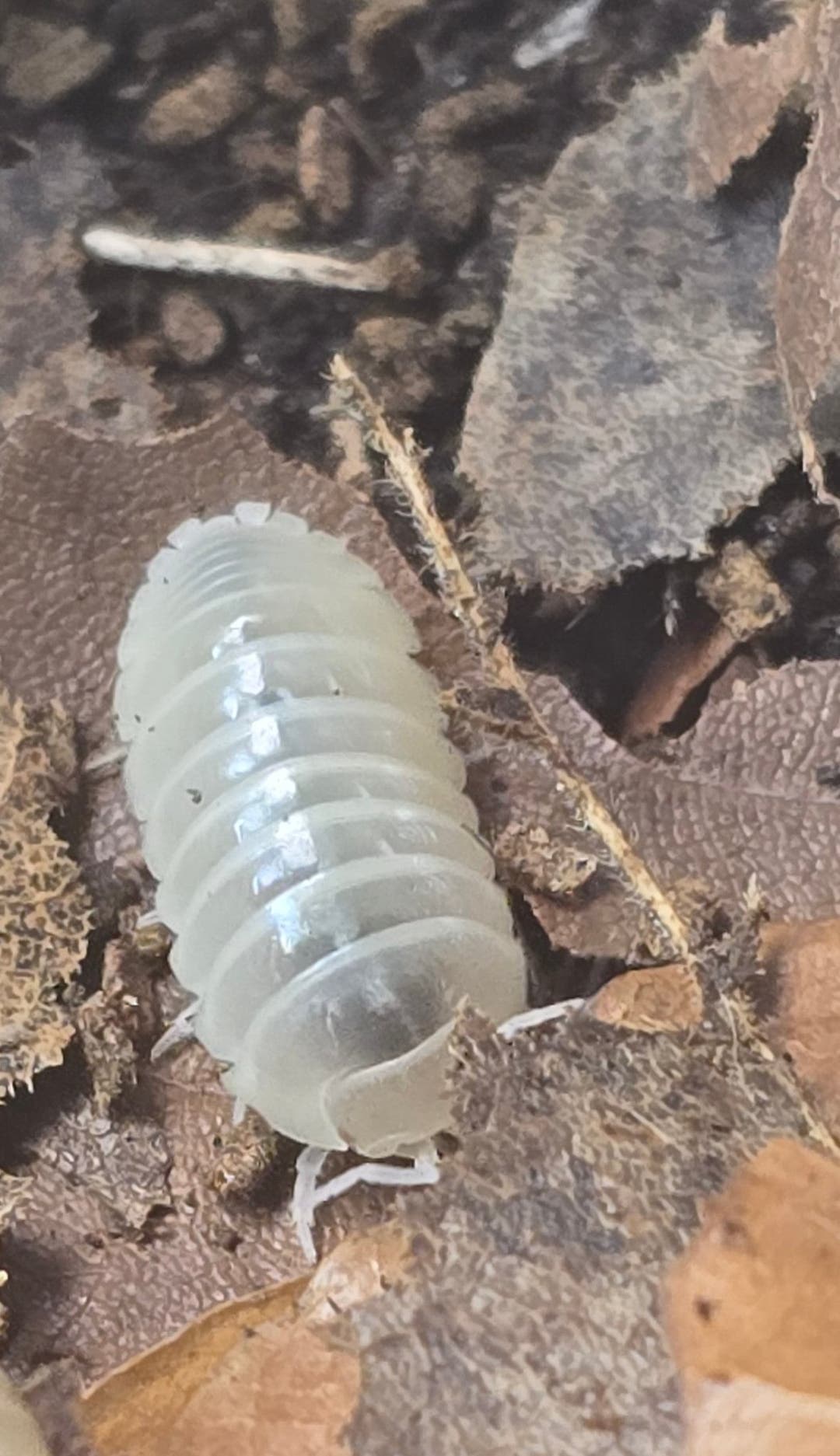 Vulgare T - Albino Isopods (Armadillidium)