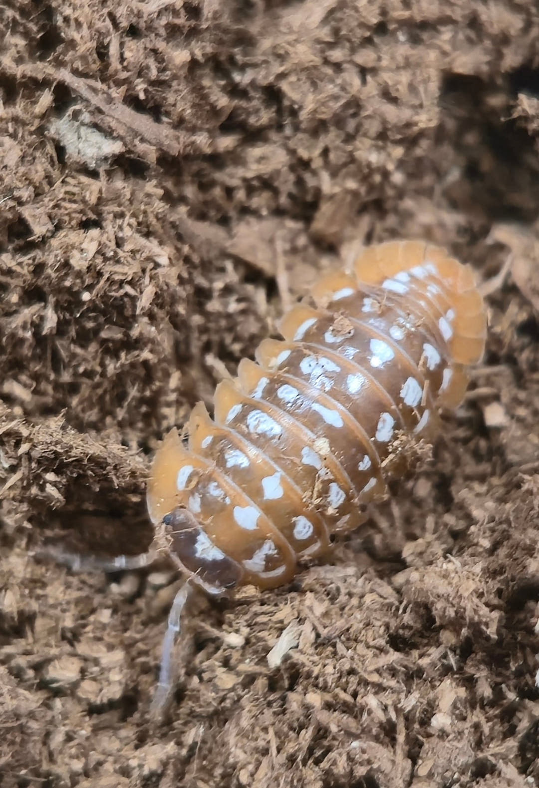 Werneri Carrying Leucistic Gene Isopods (Armadillidium sp)