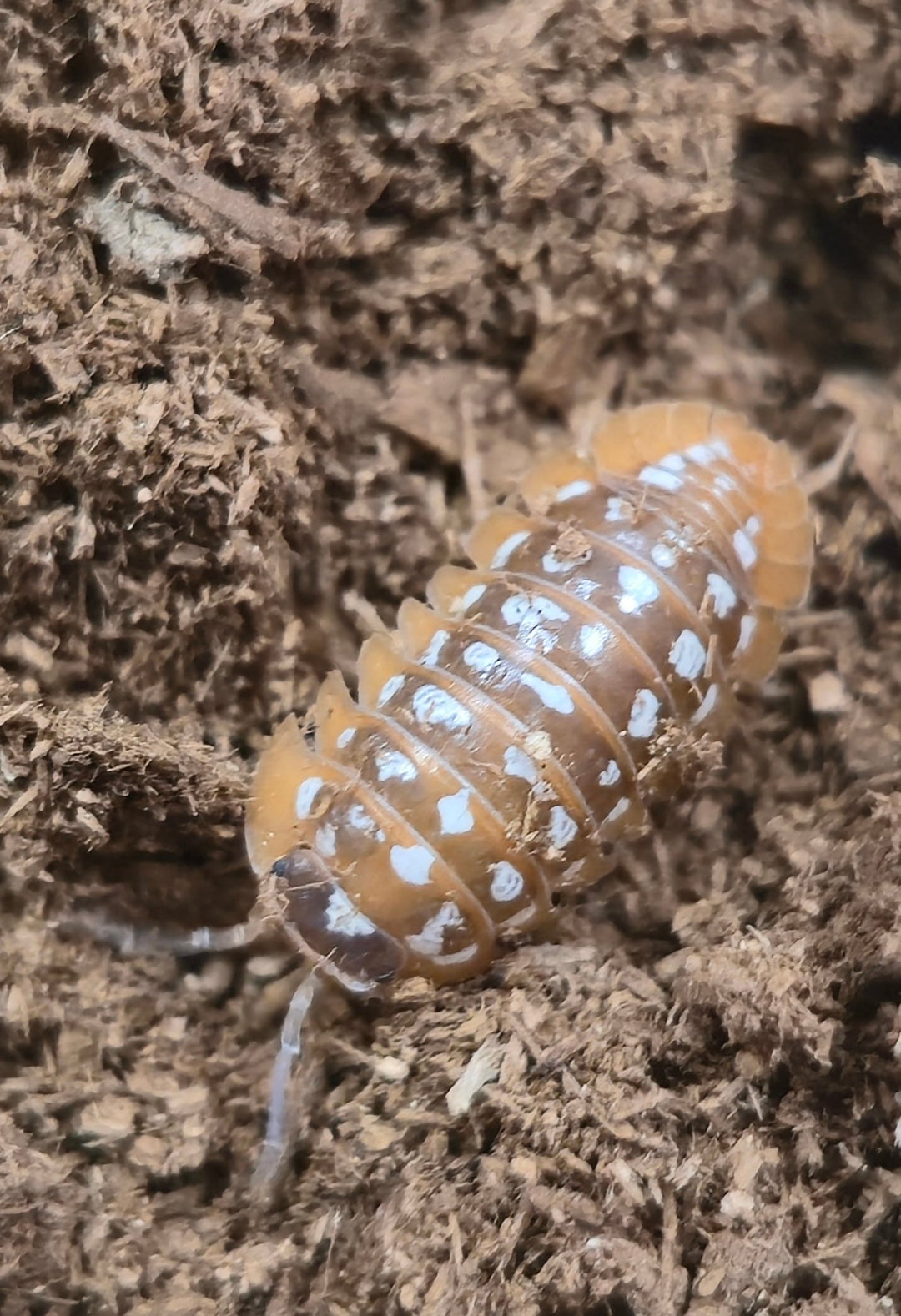 Werneri Carrying Leucistic Gene Isopods (Armadillidium sp) - Isopods For Sale UK | PostPods