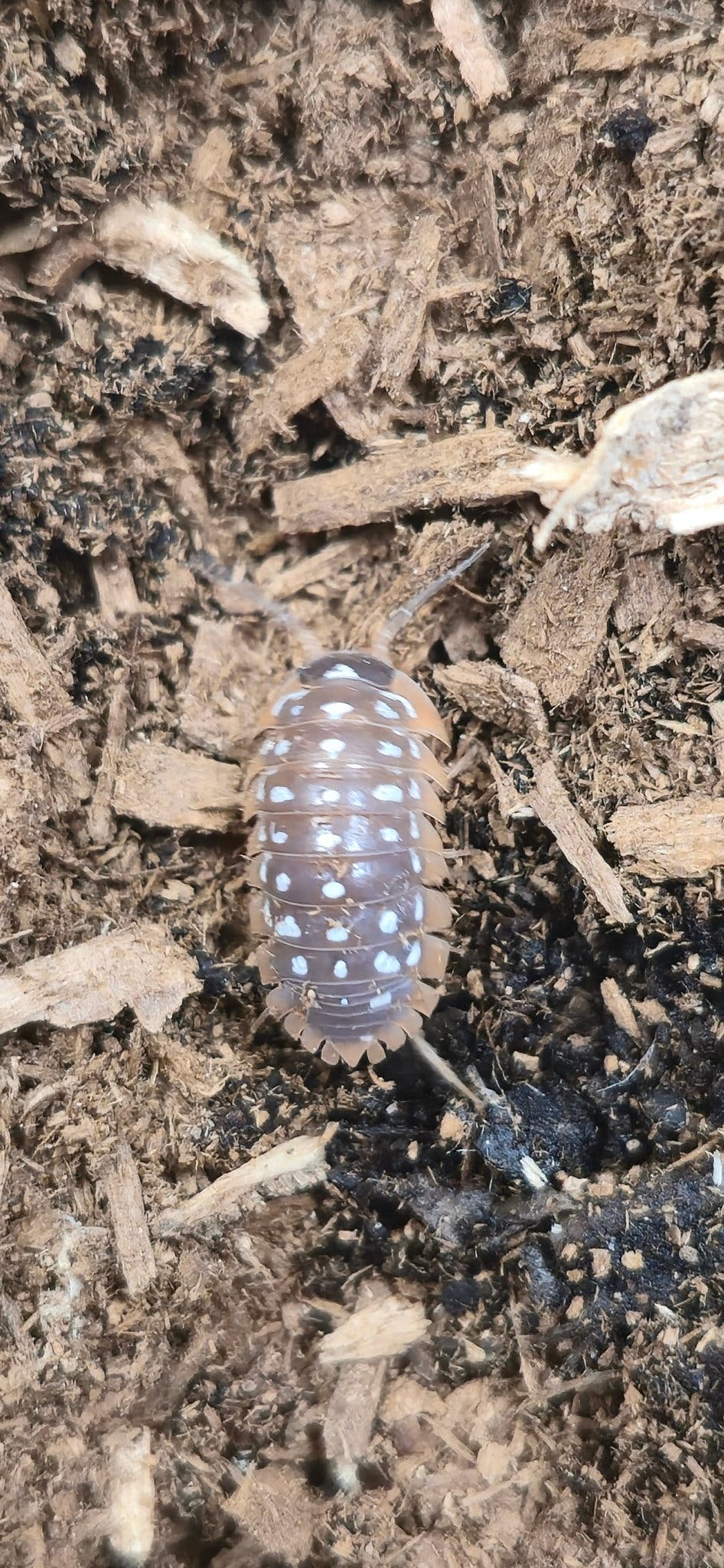 Werneri Carrying Leucistic Gene Isopods (Armadillidium sp)