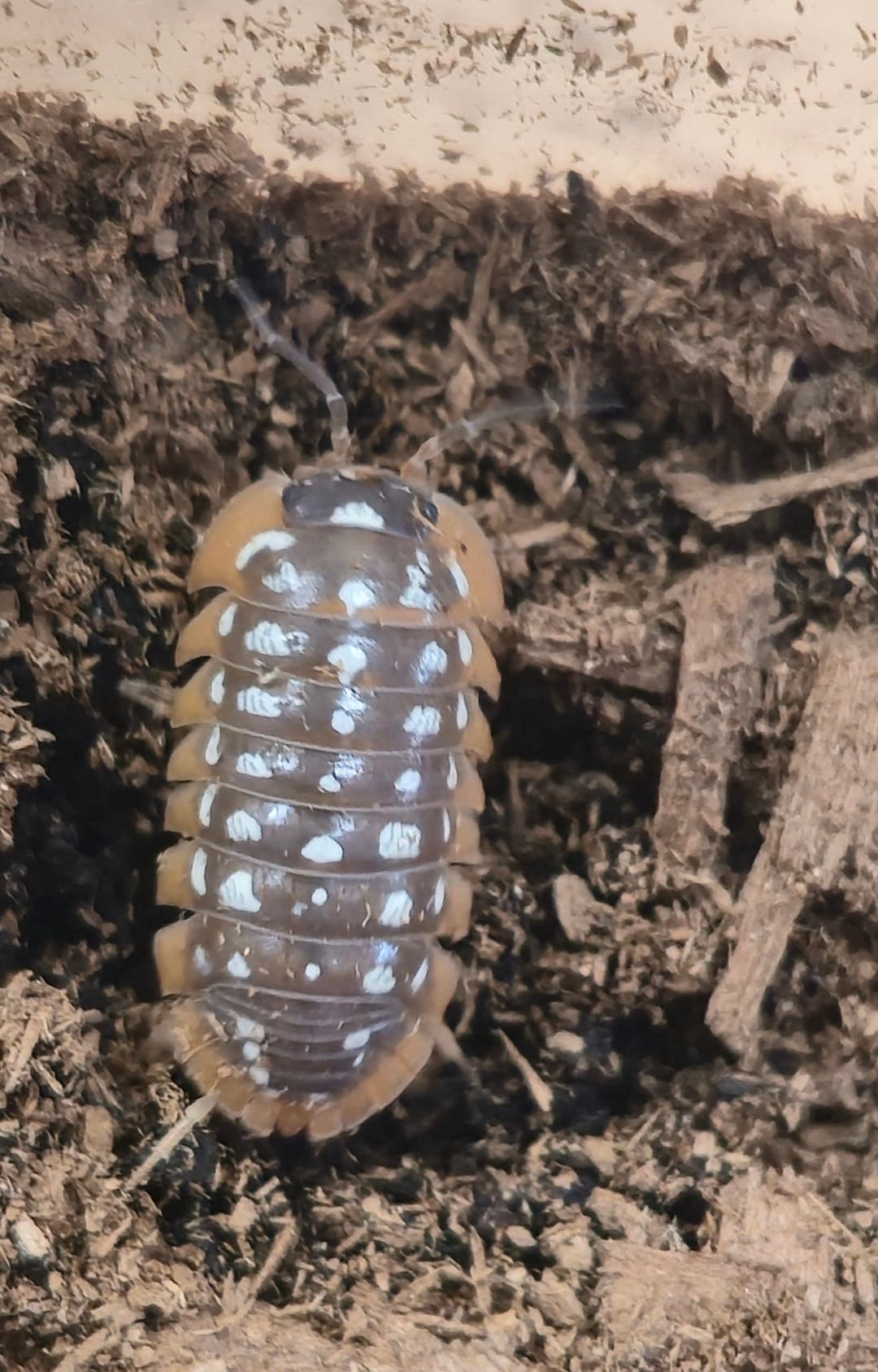Werneri Carrying Leucistic Gene Isopods (Armadillidium sp)