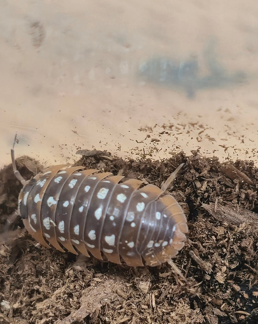 Werneri Carrying Leucistic Gene Isopods (Armadillidium sp)