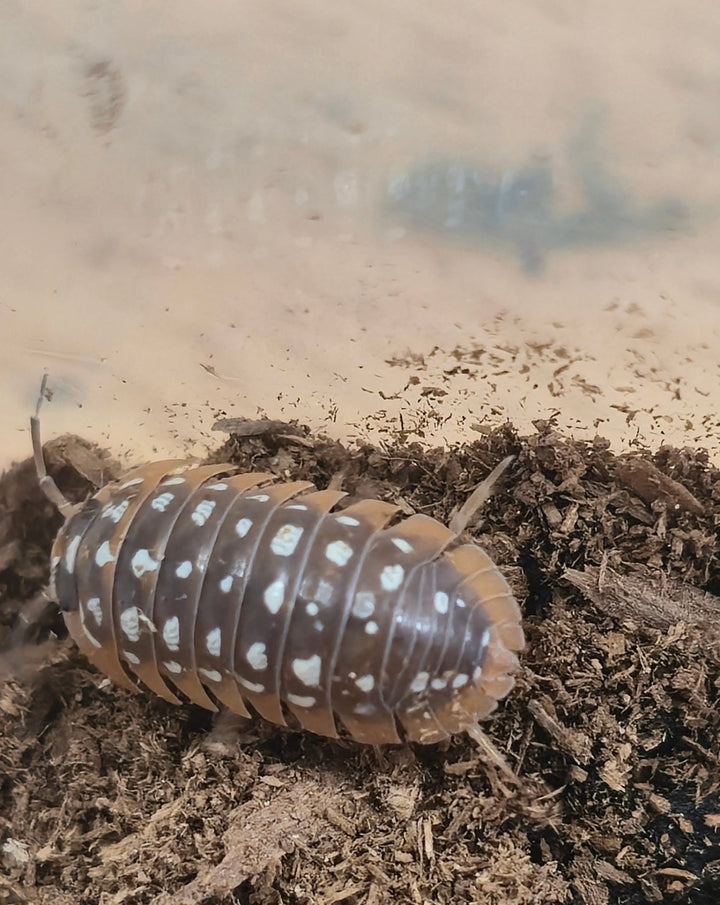 Werneri Carrying Leucistic Gene Isopods (Armadillidium sp) - Isopods For Sale UK | PostPods