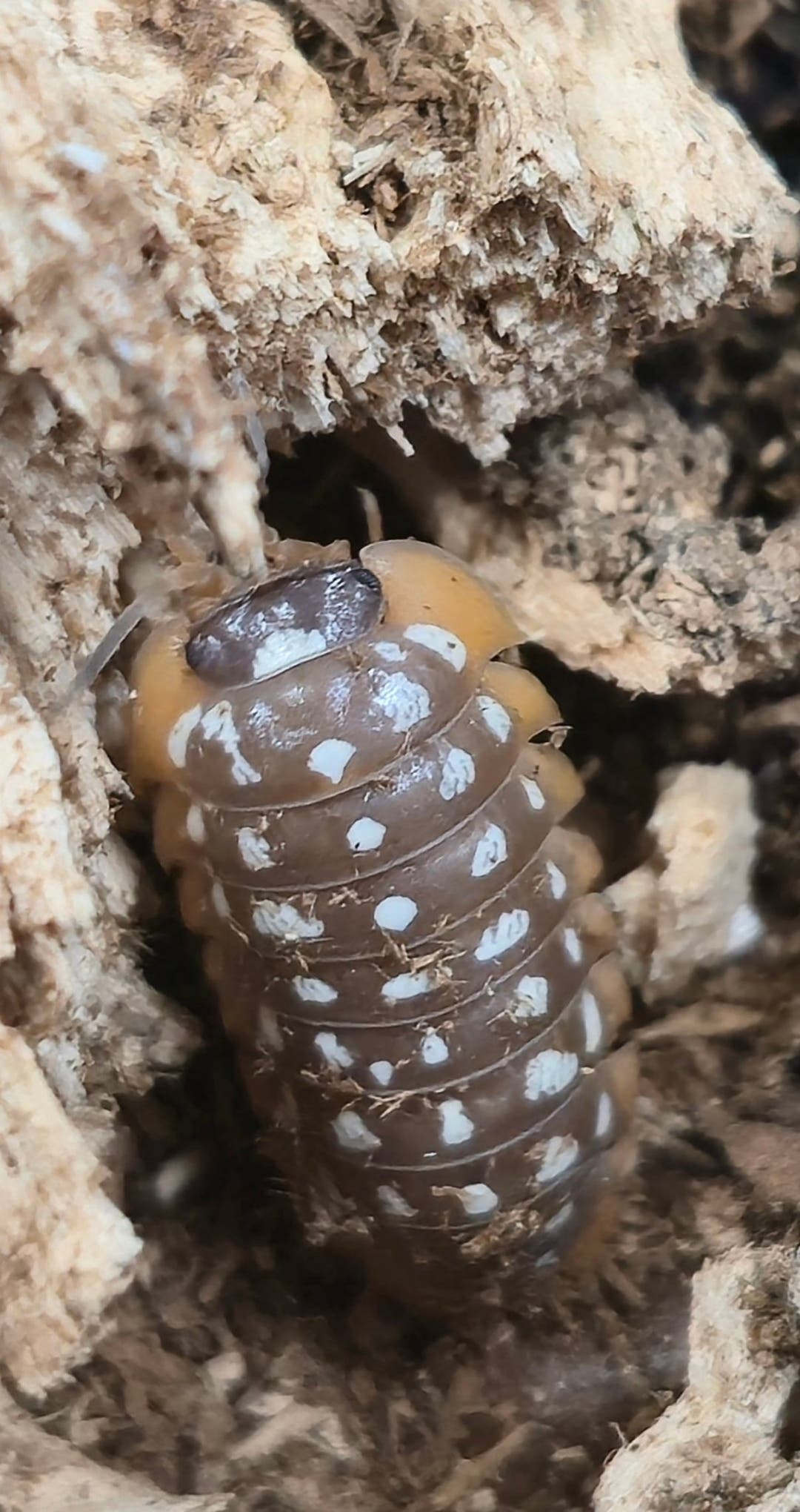 Werneri Carrying Leucistic Gene Isopods (Armadillidium sp)