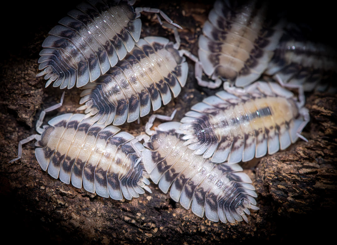 werneri silverback isopods