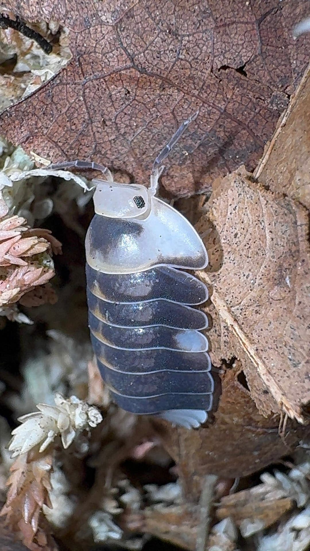White Ducky Isopods (Cubaris sp.)