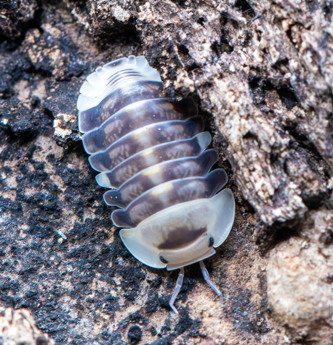White Ducky Isopods (Cubaris sp.)