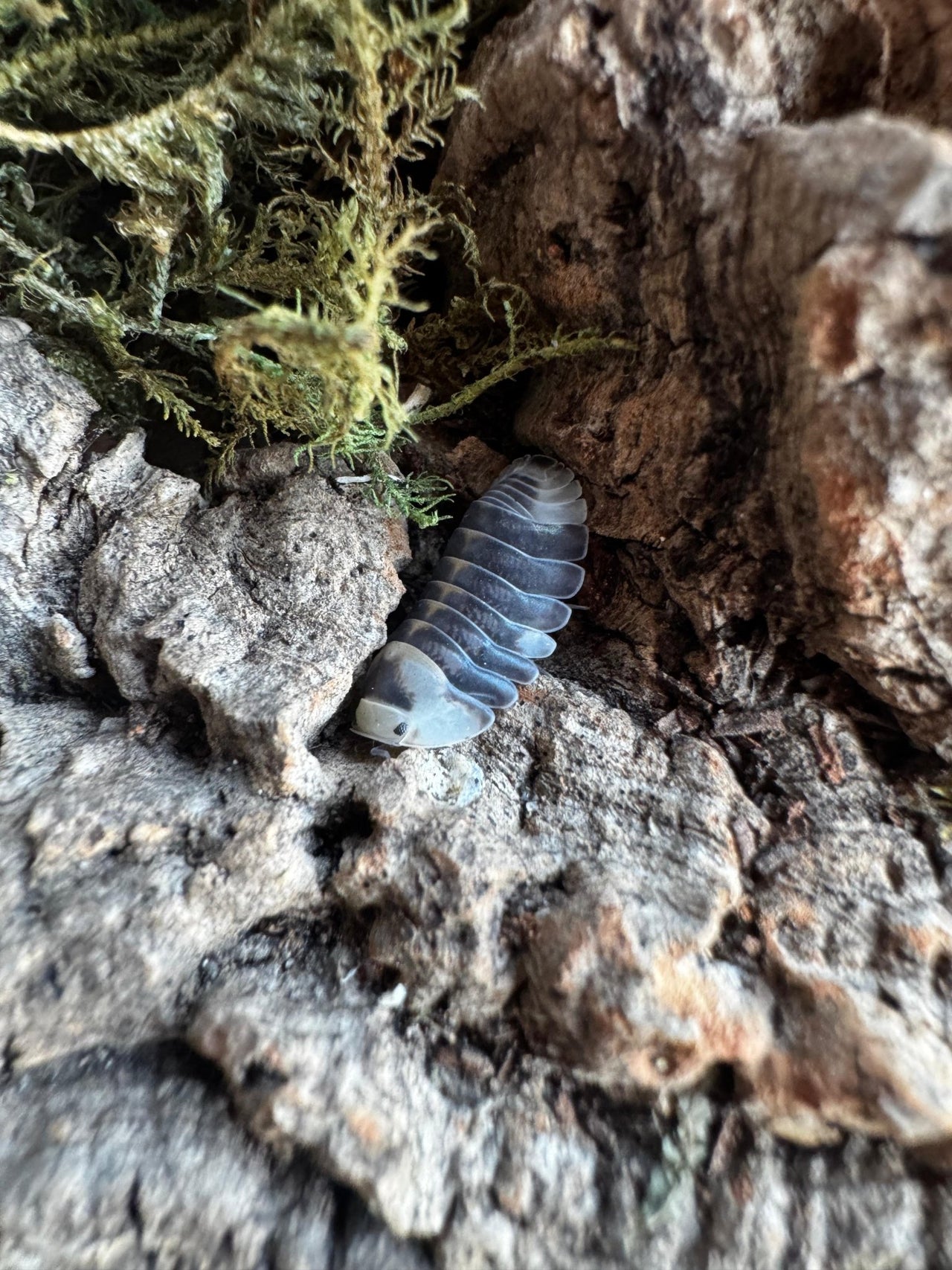 White Ducky Isopods (Cubaris sp.)
