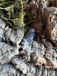 White Ducky Isopods (Cubaris sp.)