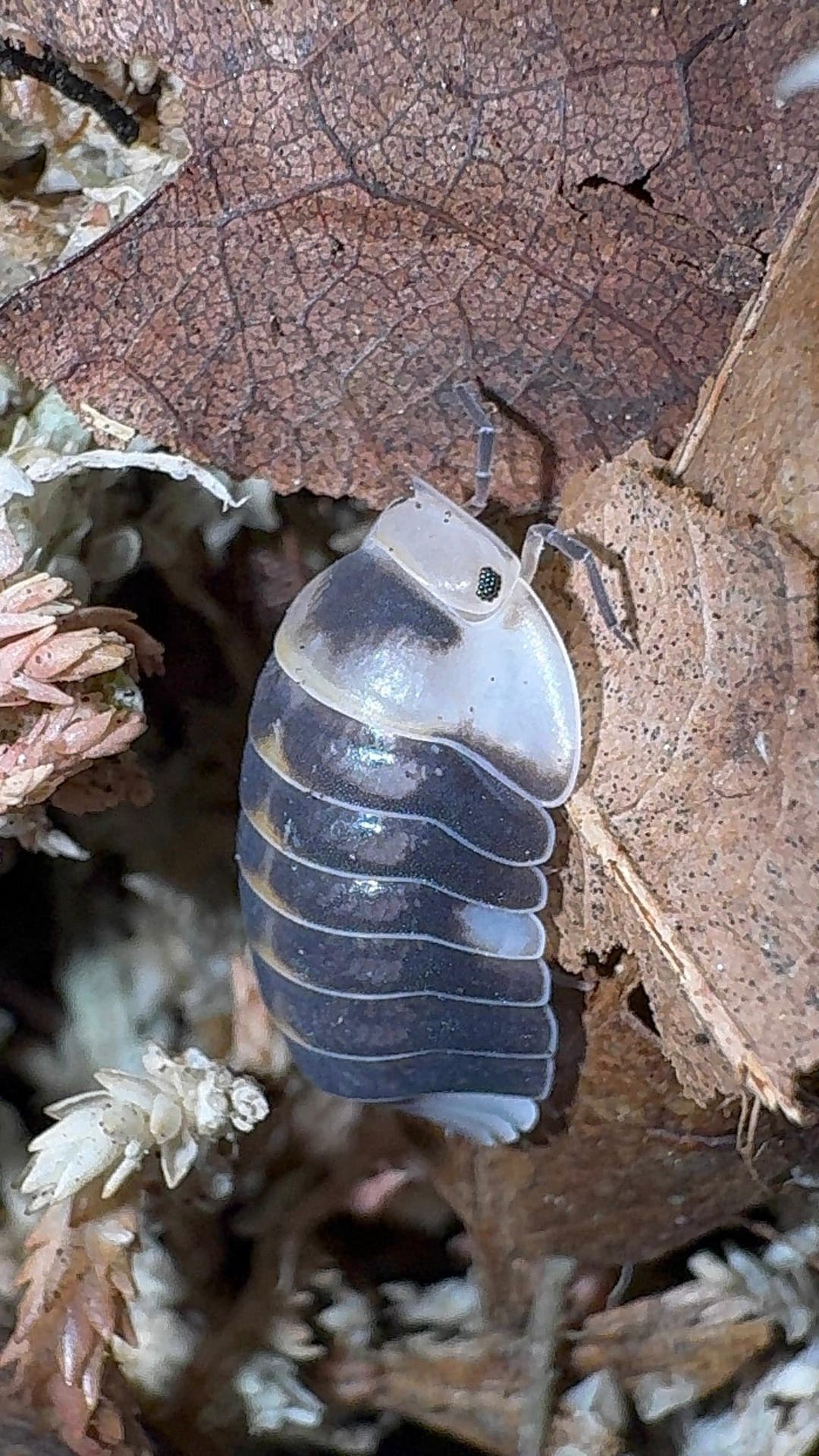 White Ducky Isopods (Cubaris sp.)