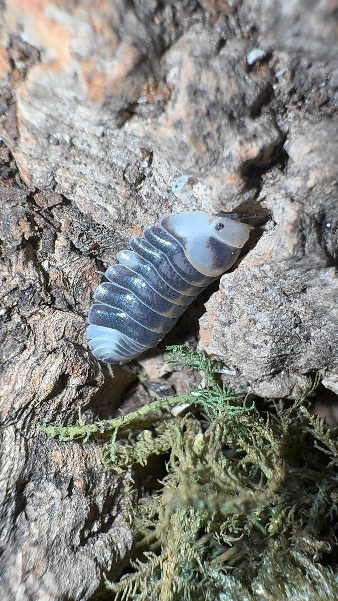 White Ducky Isopods (Cubaris sp.)