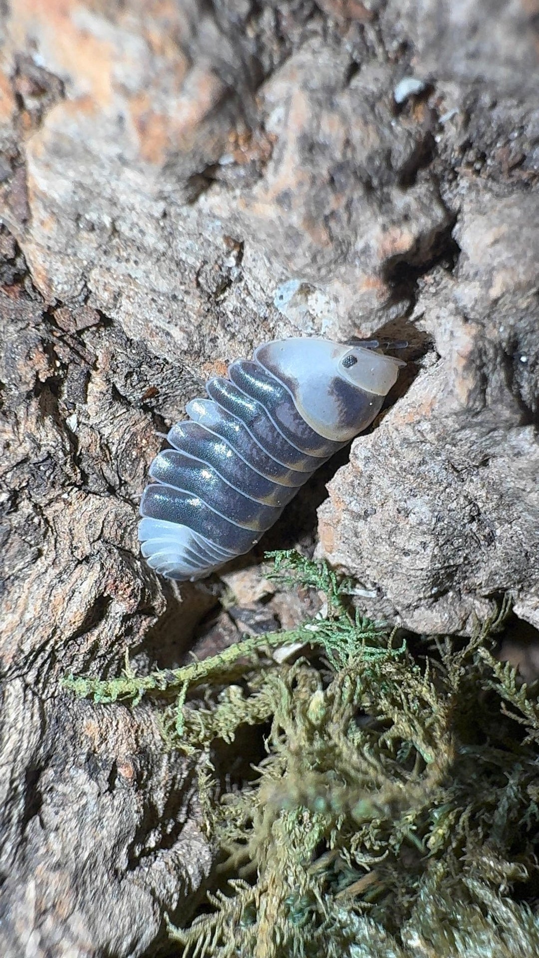 White Ducky Isopods (Cubaris sp.)