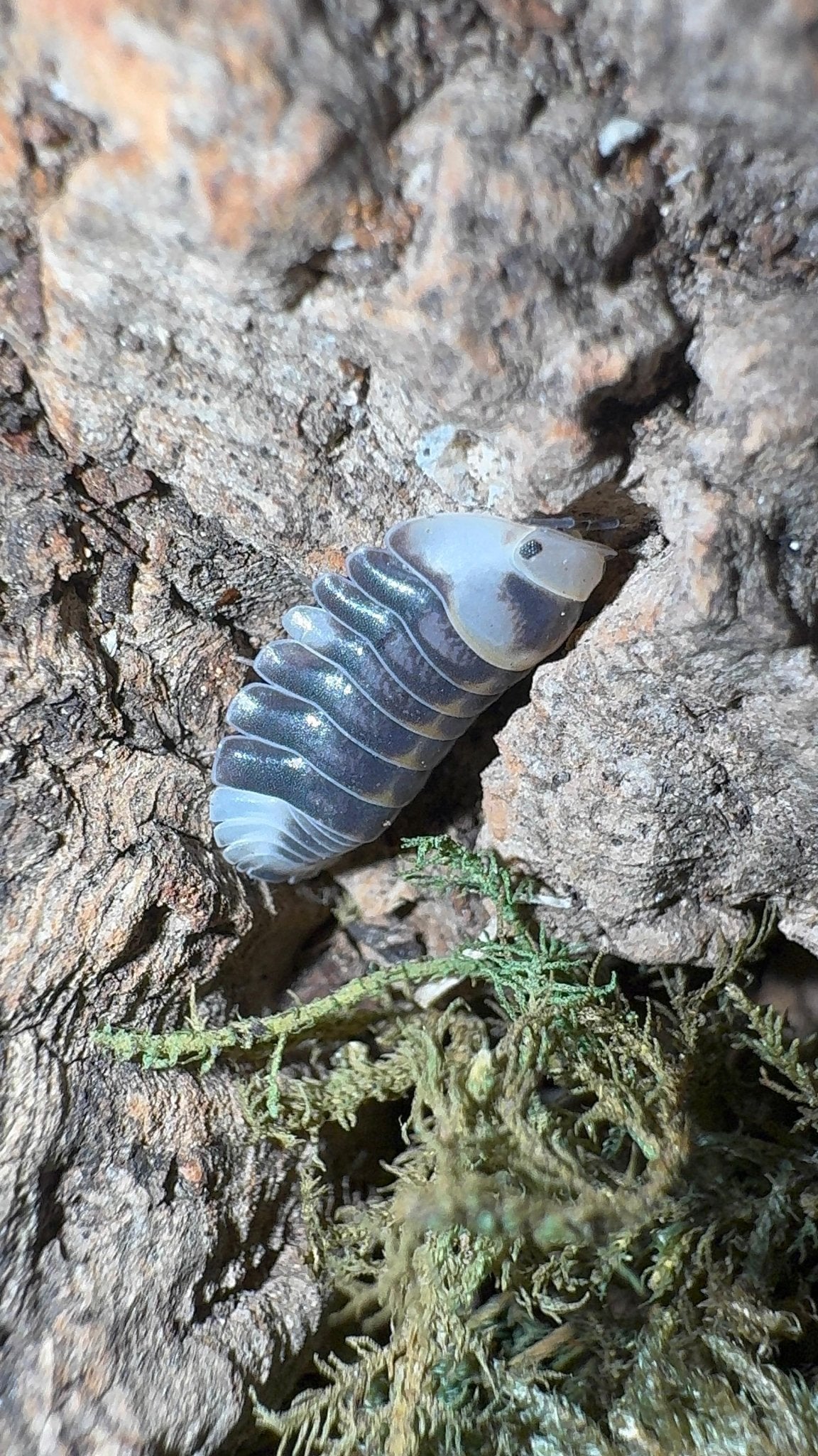 White Ducky Isopods (Cubaris sp.)