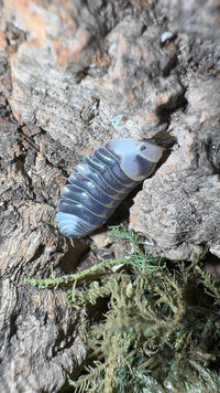 White Ducky Isopods (Cubaris sp.)