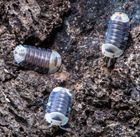 White Ducky Isopods (Cubaris sp.)