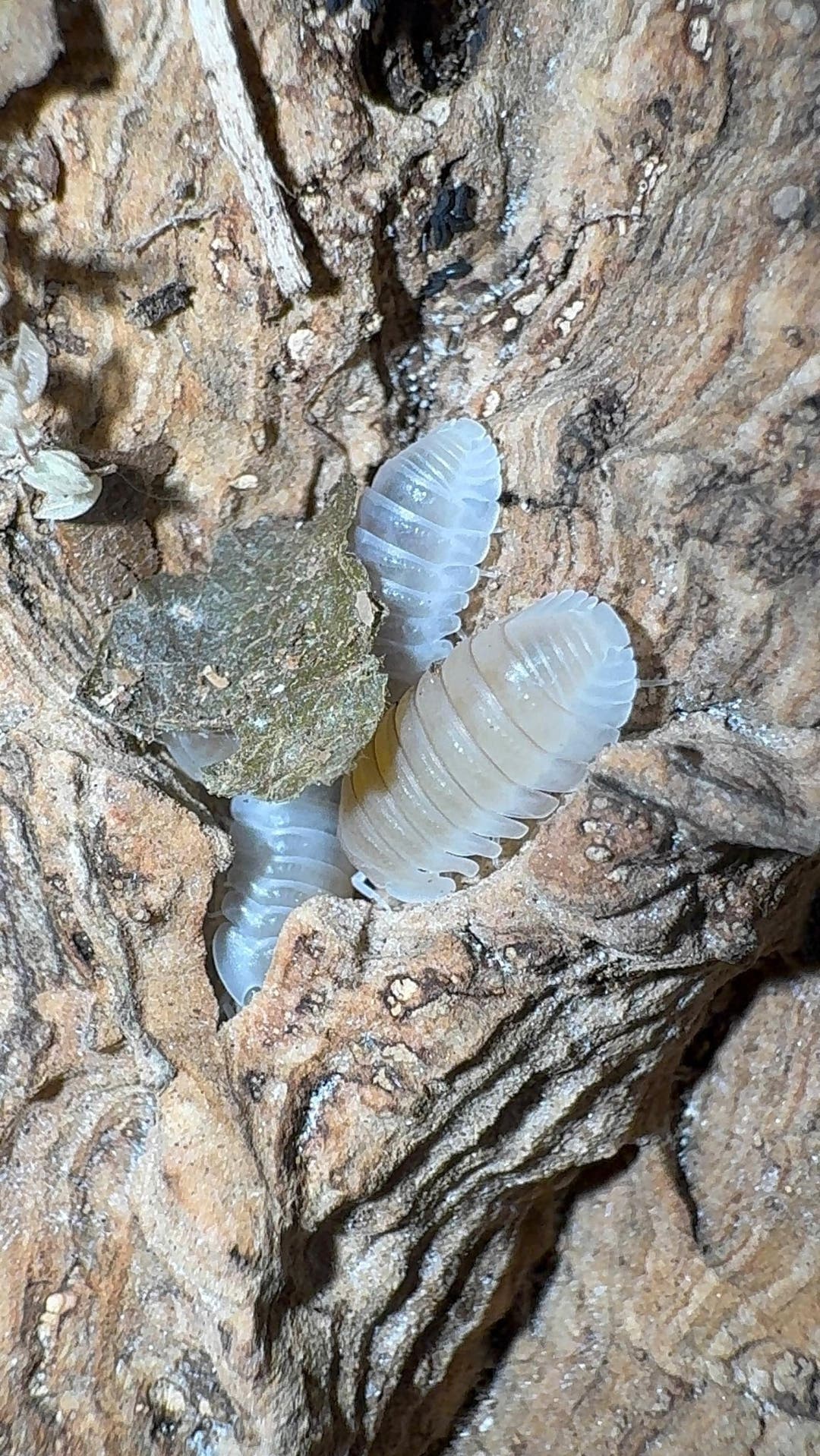 Three whitish White Panda King isopods in a crevice of pale tan bark, one partly out of view.