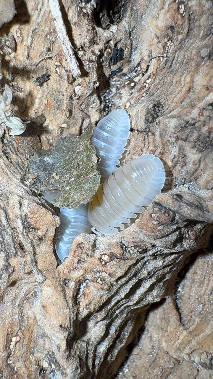 White Panda King Isopods (Cubaris sp.)