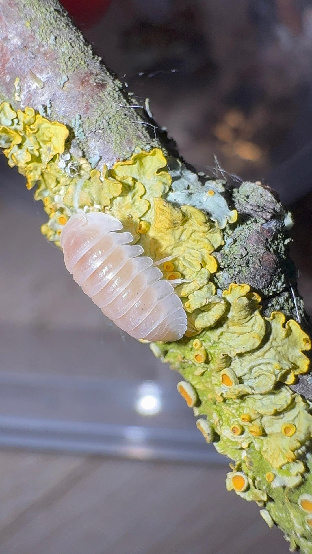 A pale cream White Panda King isopod on a twig crusted with yellow and grey-green lichen.