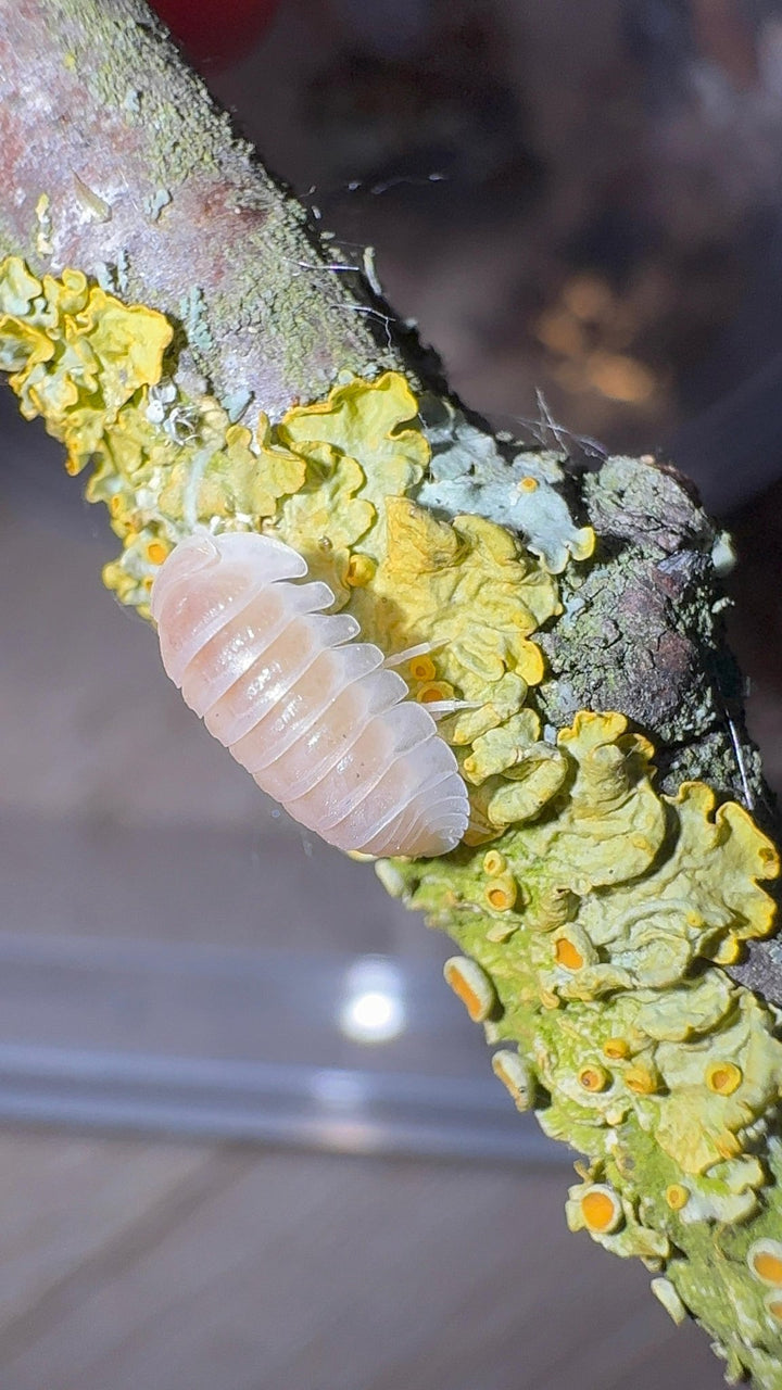 White Panda King Isopods (Cubaris sp.)