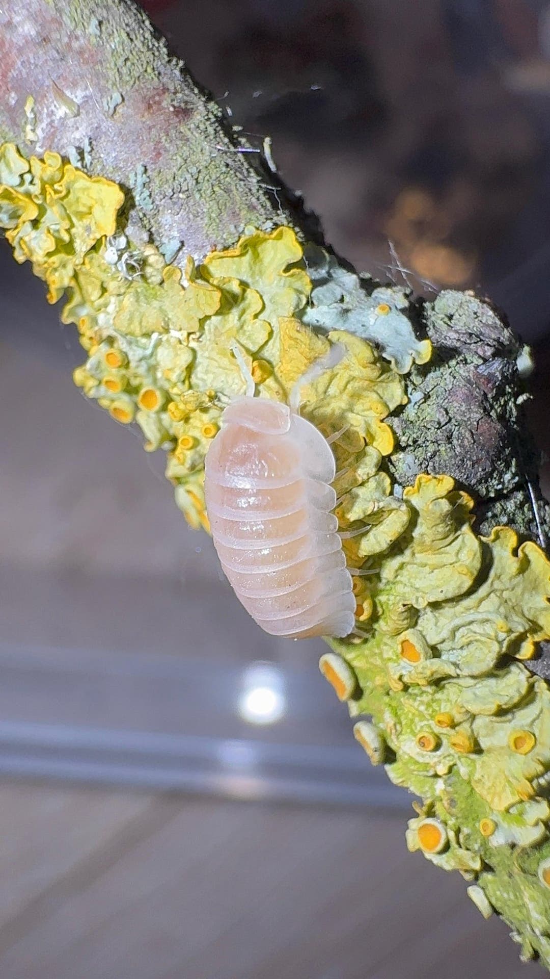 A pinkish cream White Panda King isopod with pale legs on a lichen-covered branch.