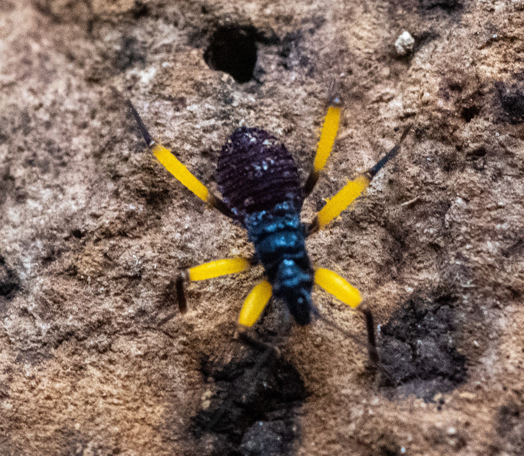 White Spotted Assassin Bug (Platymeris biguttatus)