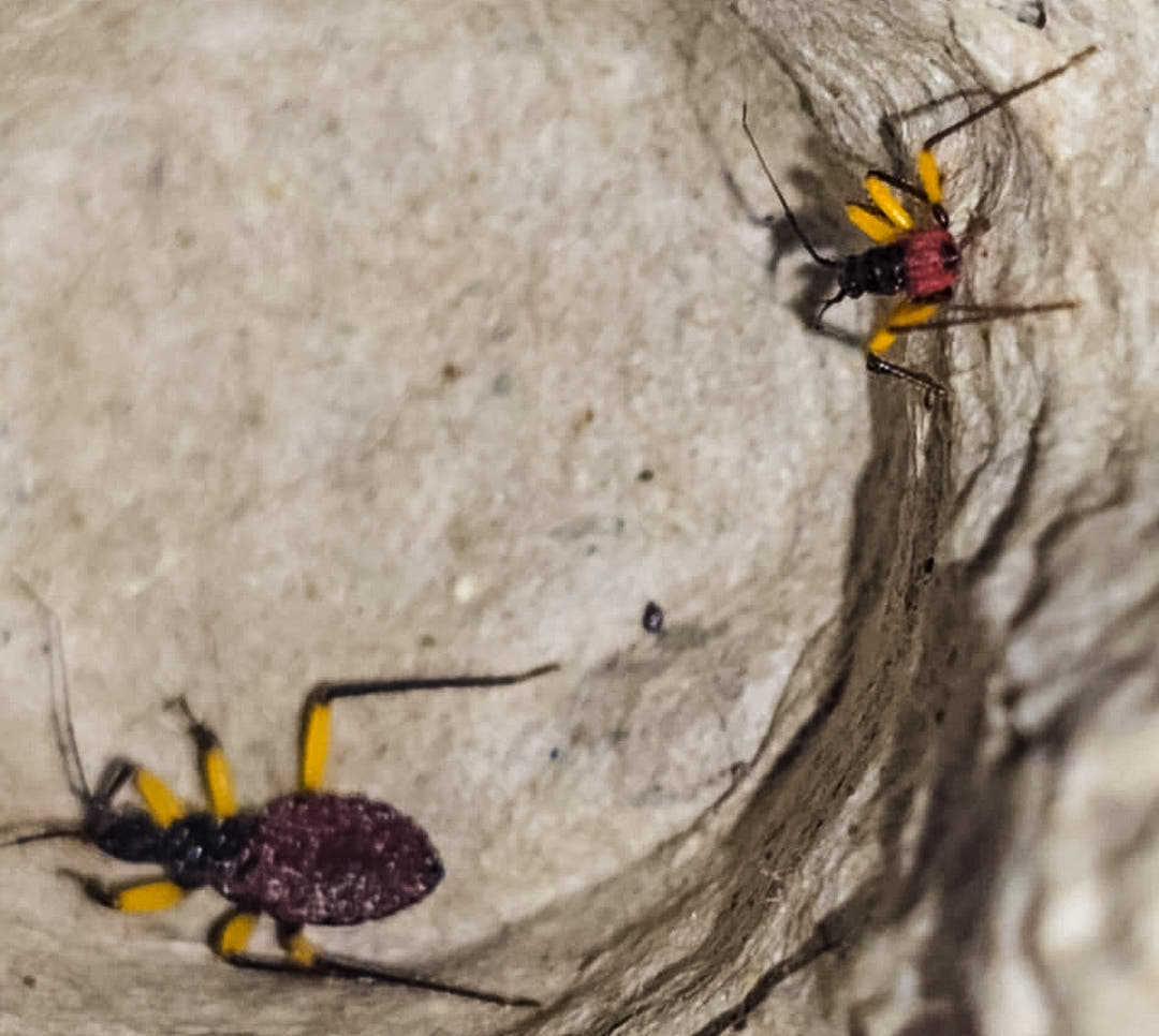 White Spotted Assassin Bug (Platymeris biguttatus)