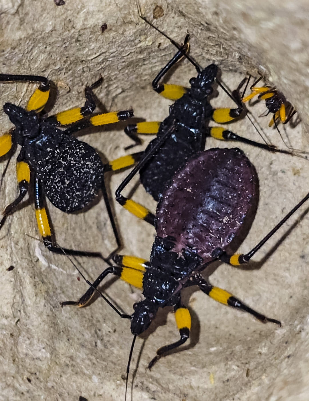 White Spotted Assassin Bug (Platymeris biguttatus)