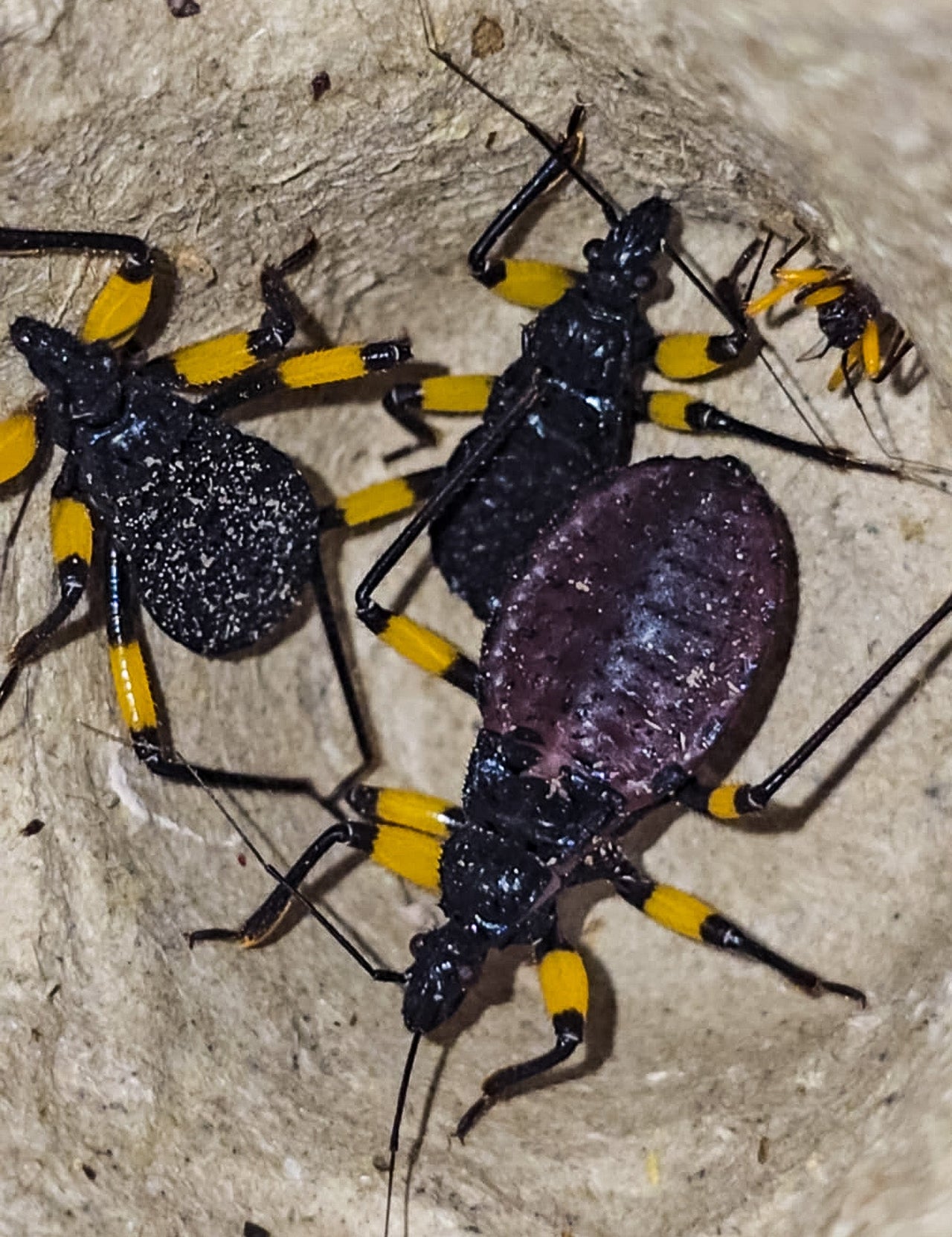 White Spotted Assassin Bug (Platsmeris Biguttatus)