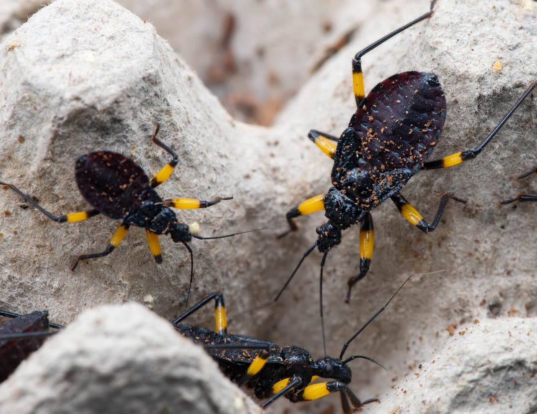 3 beetle like bugs standing around each other