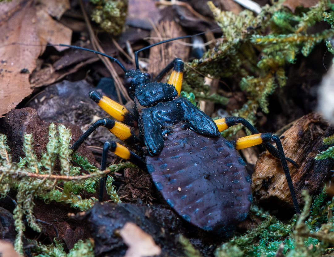 White Spotted Assassin Bug, Platymeris biguttatus, matt black with two clean white marks on the wings
