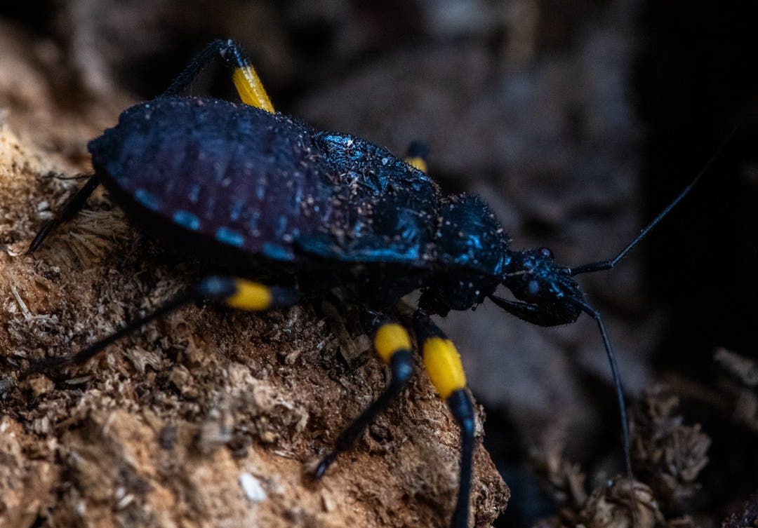 White Spotted Assassin Bug (Platymeris biguttatus)