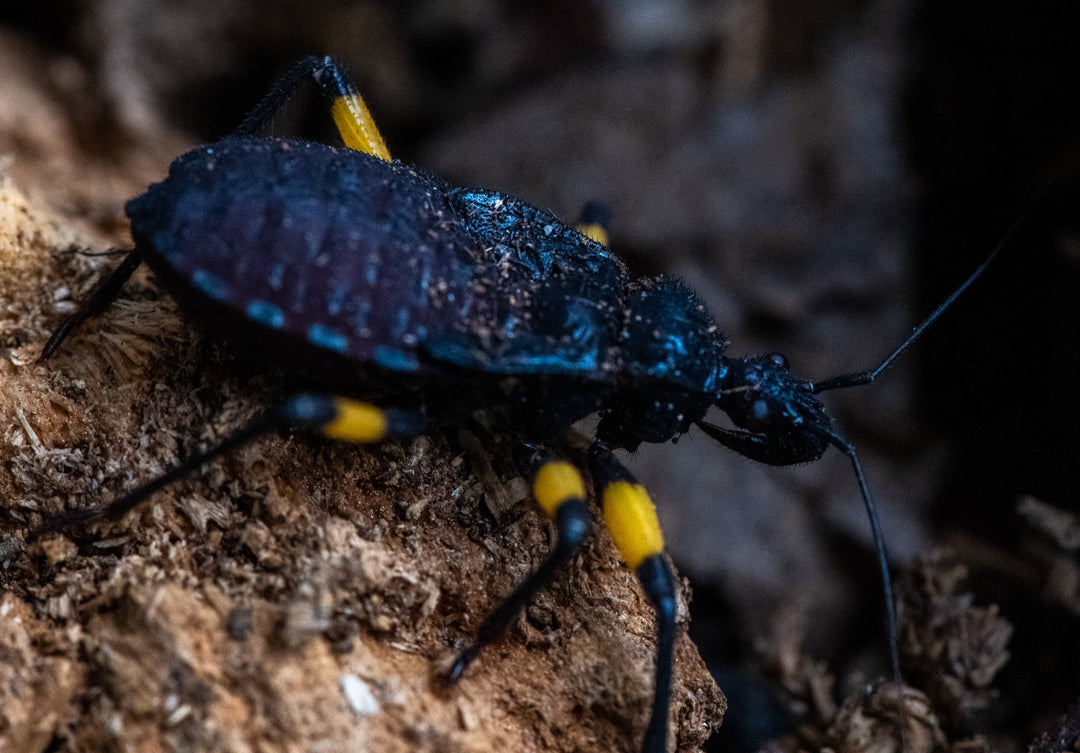 White Spotted Assassin Bug (Platsmeris Biguttatus)